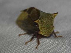 Stictocephala albescens