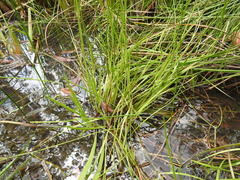 Juncus prismatocarpus