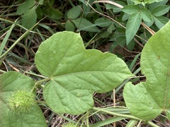 Passiflora vesicaria