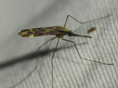 Anopheles punctipennis