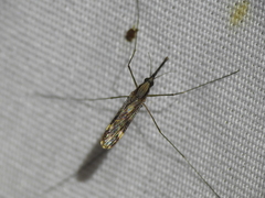 Anopheles punctipennis