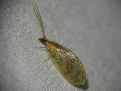Hemerobius