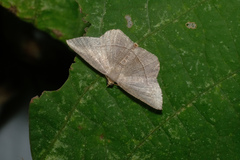 Plesiomorpha flaviceps