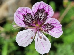 Erodium glandulosum