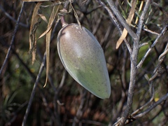 Leichhardtia australis