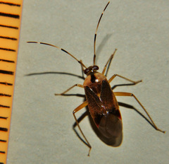 Poppiocapsidea biseratense