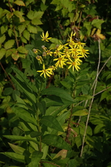 Senecio sarracenicus