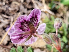 Erodium glandulosum