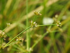 Juncus prismatocarpus