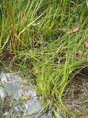 Juncus prismatocarpus