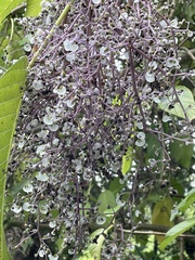 Dendrocnide meyeniana