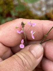 Desmodium tortuosum