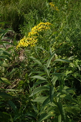 Senecio sarracenicus