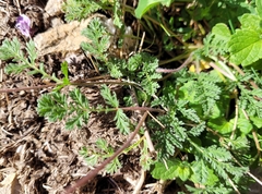 Erodium glandulosum