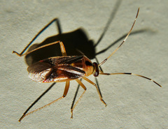 Poppiocapsidea biseratense