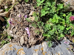 Erodium glandulosum