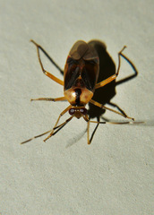 Poppiocapsidea biseratense