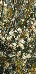 Hakea rostrata