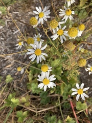 Anthemis cotula