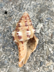 Fasciolariidae