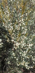 Hakea rostrata