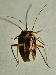 Poppiocapsidea biseratense