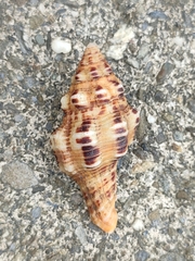 Fasciolariidae