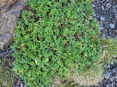 Alchemilla saxatilis