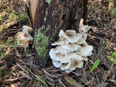 Omphalotus nidiformis
