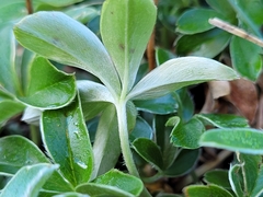Alchemilla saxatilis