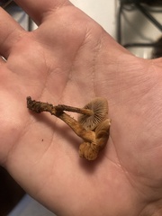 Pholiotina rugosa