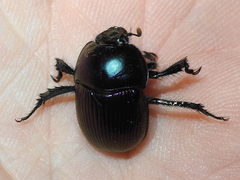 Geotrupes splendidus
