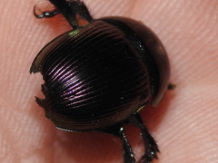 Geotrupes splendidus