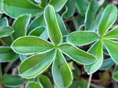 Alchemilla saxatilis