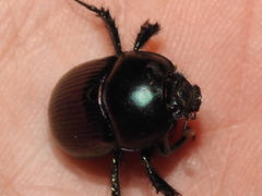 Geotrupes splendidus
