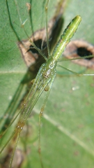 Tetragnatha hasselti