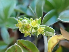 Alchemilla saxatilis