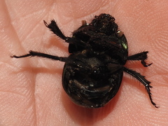 Geotrupes splendidus