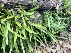 Pyrrosia confluens