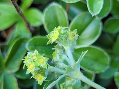 Alchemilla saxatilis