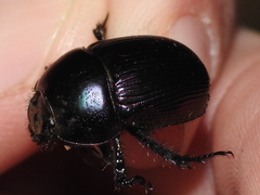 Geotrupes splendidus