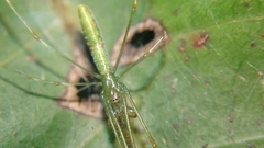 Tetragnatha hasselti