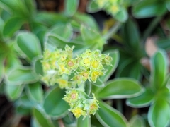 Alchemilla saxatilis