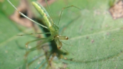 Tetragnatha hasselti