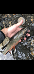 Salvelinus malma