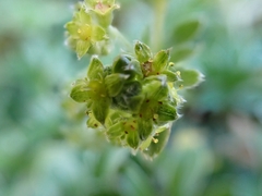 Alchemilla saxatilis