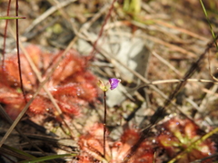 Utricularia caerulea