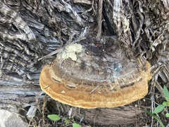 Pyrofomes juniperinus