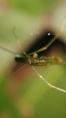 Tetragnatha hasselti