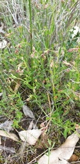 Gonocarpus elatus